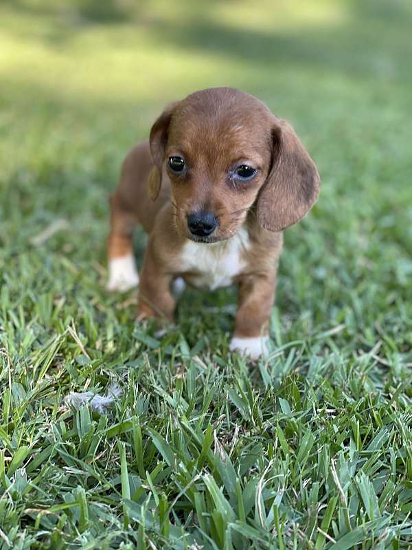 red-female-dog