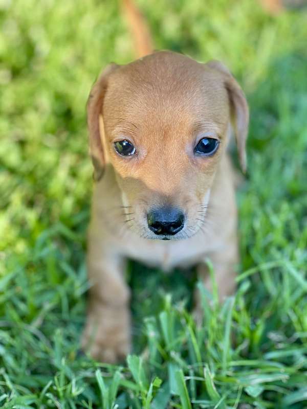 red-small-dog