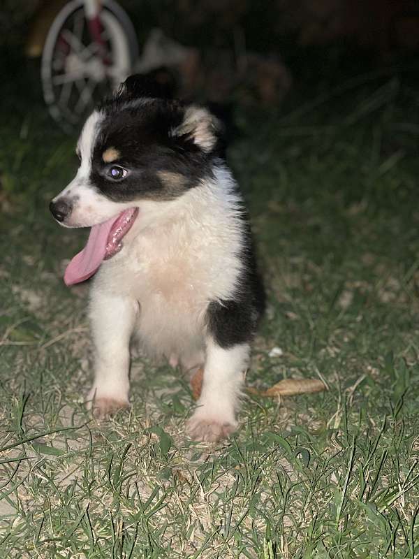 male-female-aussiedoodle-dog