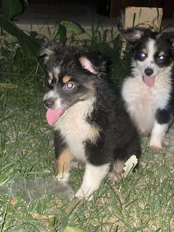 male-female-aussiedoodle