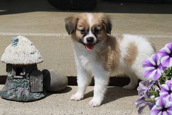 male-papillon-puppy