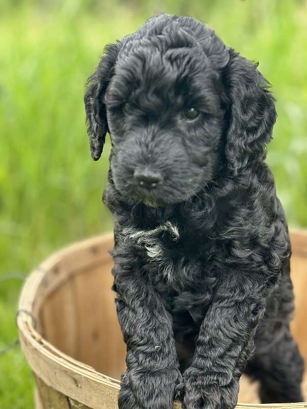 black-goldendoodle