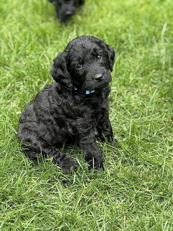 black-goldendoodle