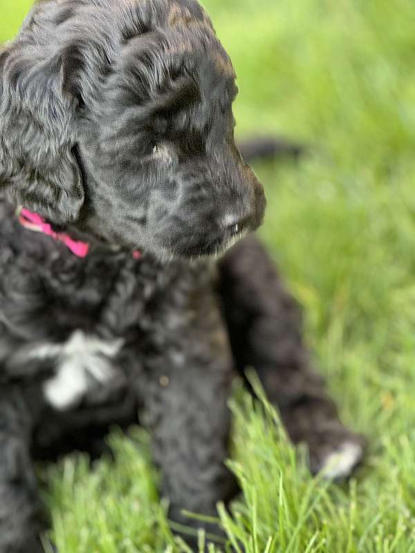 black-goldendoodle