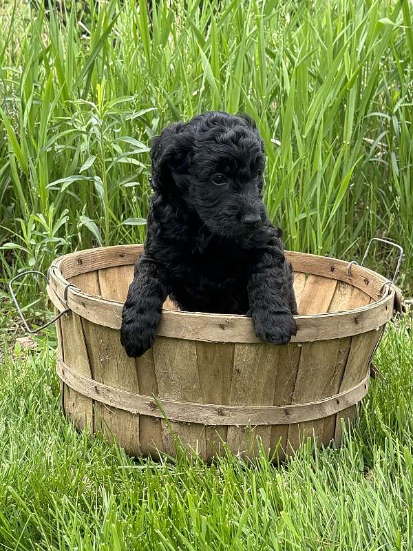 black-goldendoodle