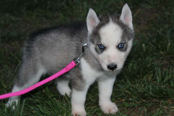 double-coated-siberian-husky