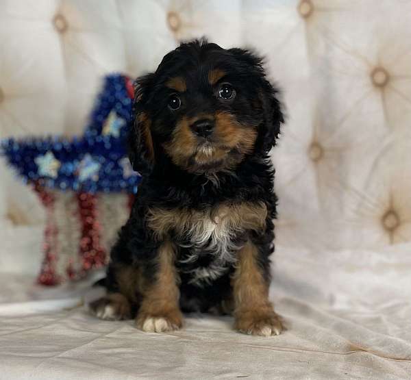 male-cavapoo-puppy