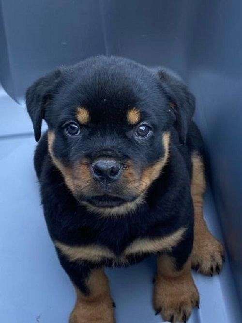 black-tan-rottweiler