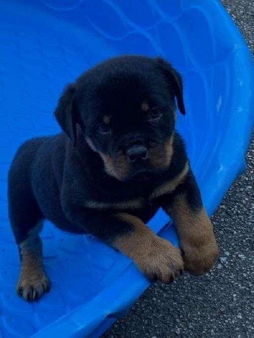 mixed-black-tan-smooth-coated-rottweiler