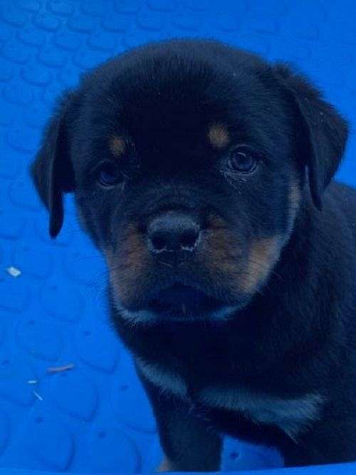 smooth-coated-mixed-rottweiler