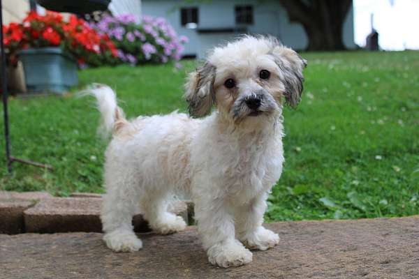 female-shih-tzu-puppy