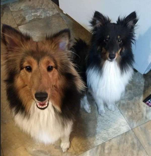 sheltie-shepherd-dog