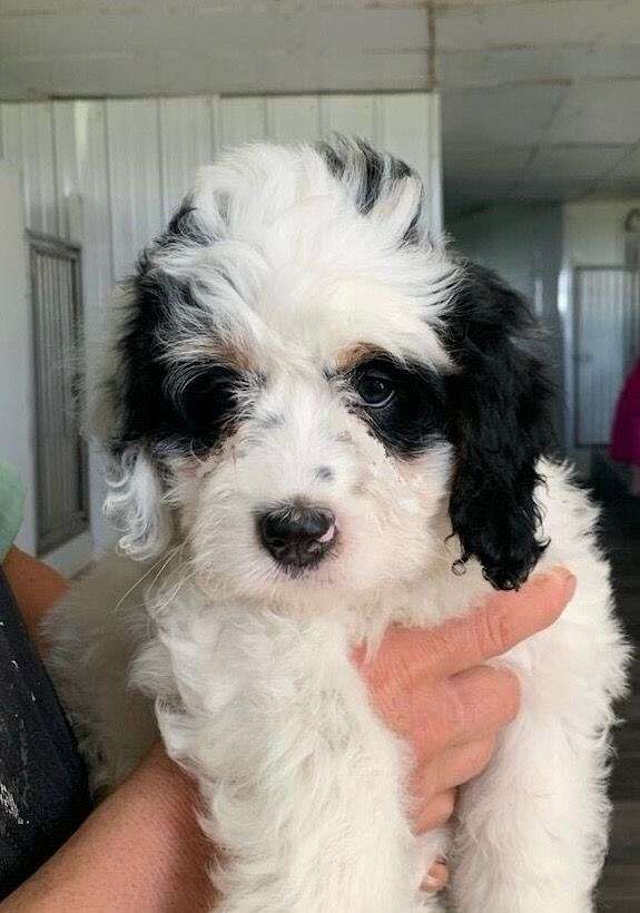 female-bernedoodle-dog