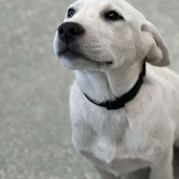 cream-straight-haired-labrador-retriever