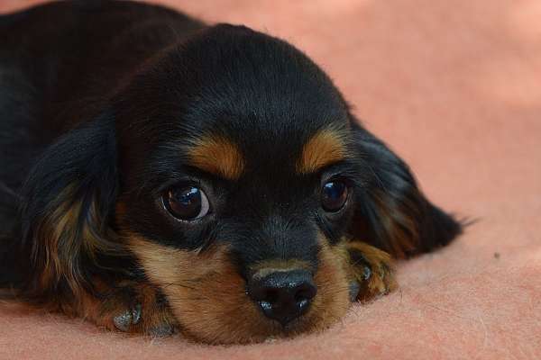 toy-cavalier-king-charles-spaniel-spaniel