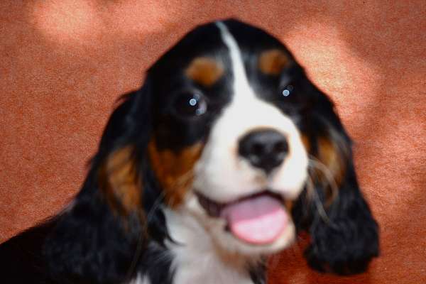 mixed-cavalier-king-charles-spaniel-dog