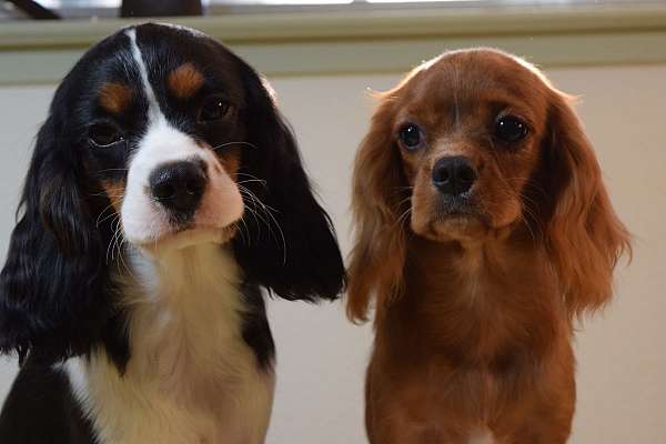 cavalier-king-charles-spaniel