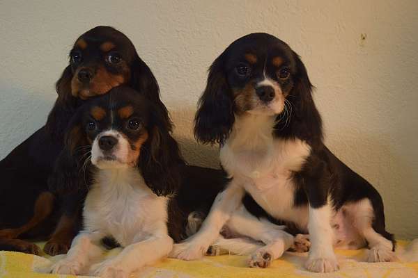 cavalier-king-charles-spaniel-dog-for-sale