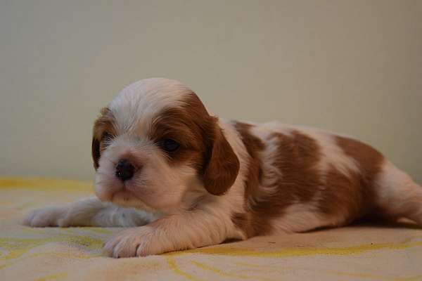 pure-bred-cavalier-king-charles-spaniel-spaniel