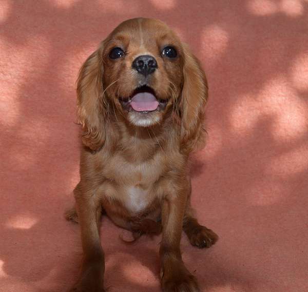 mixed-cavalier-king-charles-spaniel