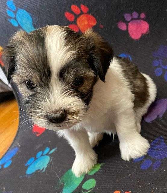 male-biscuit-white-hypoallergenic-havanese