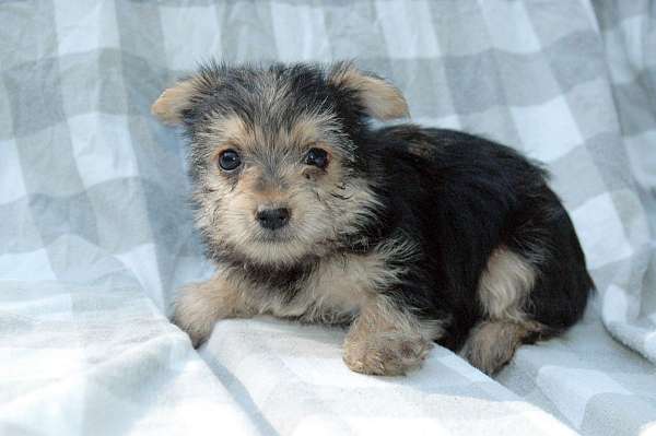 va-yorkies-puppy