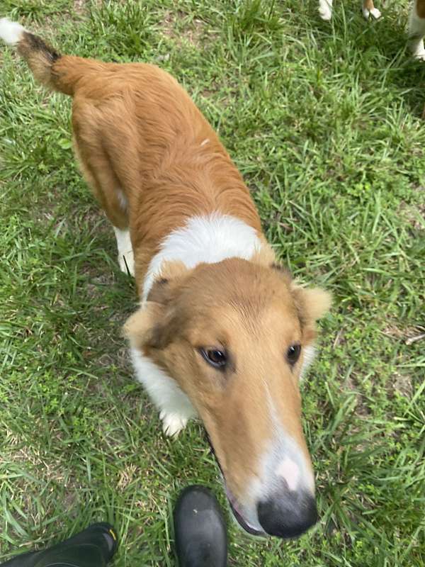 female-rough-collie-puppy