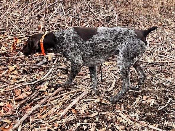 trainable-german-shorthaired-pointer-pointer