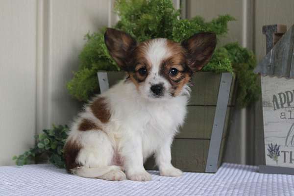 male-papillon-puppy