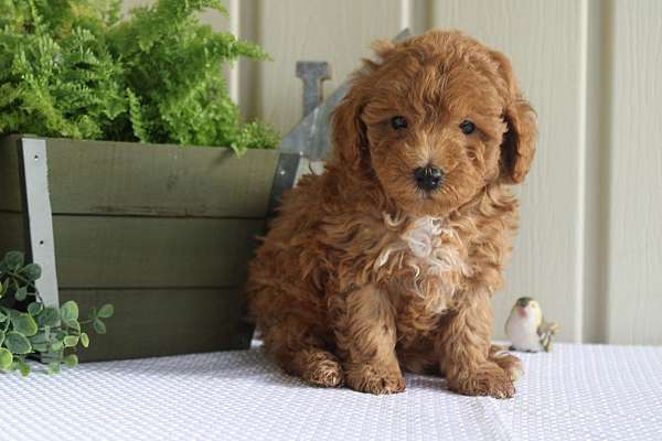 male-miniature-poodle-puppy