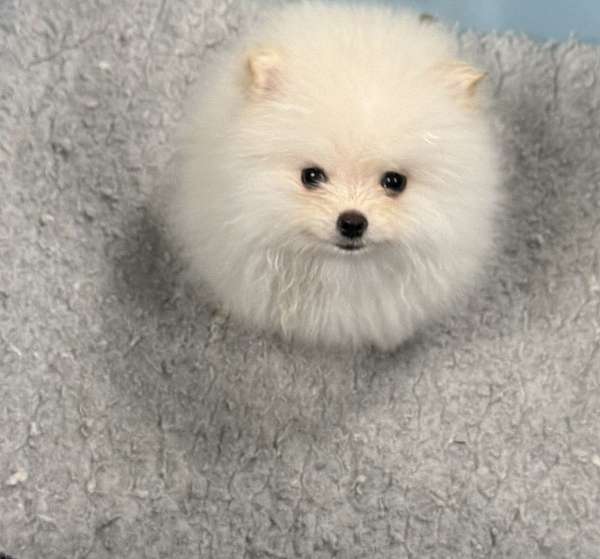 male-pomeranian-dog