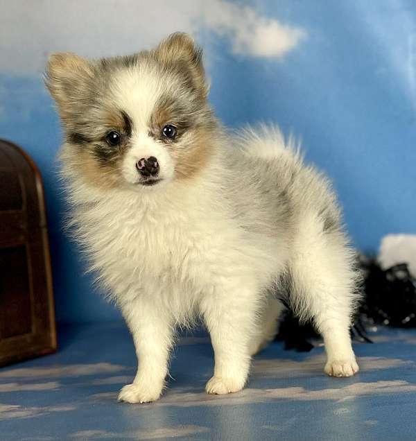 female-pomeranian-puppy