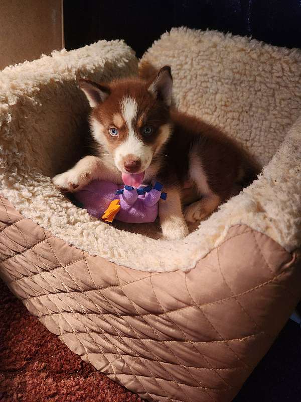 male-siberian-husky-puppy