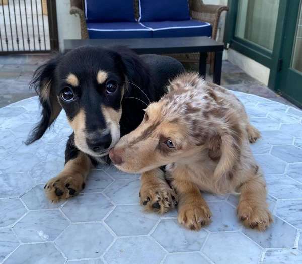 mixed-dachshund-dog