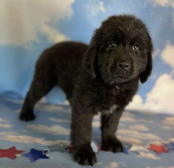 female-newfoundland-puppy