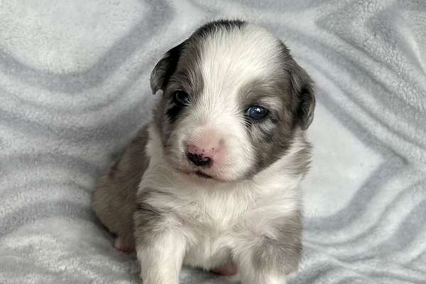 male-blue-merle-double-coated-mini-australian-shepherd