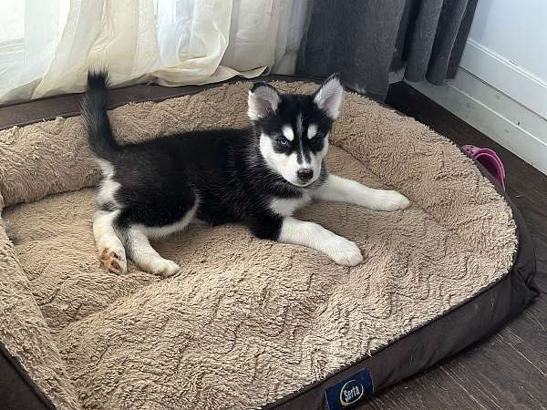 double-coated-siberian-husky