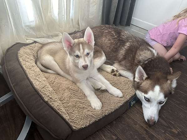 double-coated-siberian-husky