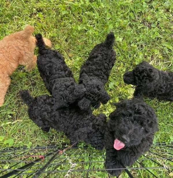 hypoallergenic-standard-poodle