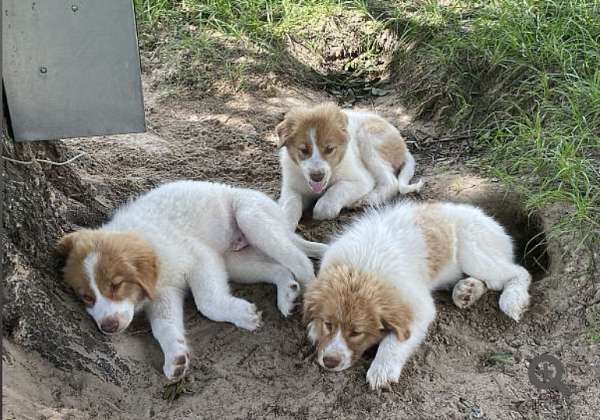 mixed-great-pyrenees-dog