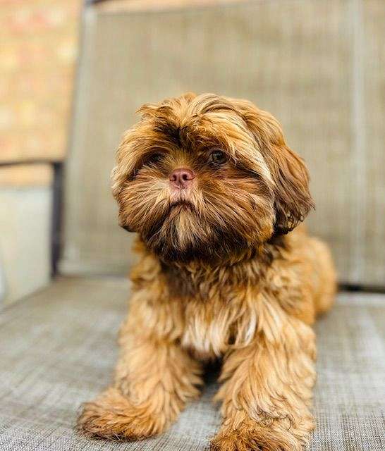 light-brown-female-shih-tzu