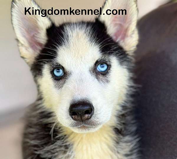 male-siberian-husky-dog