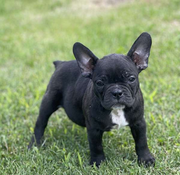 female-french-bulldog