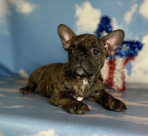 female-french-bulldog