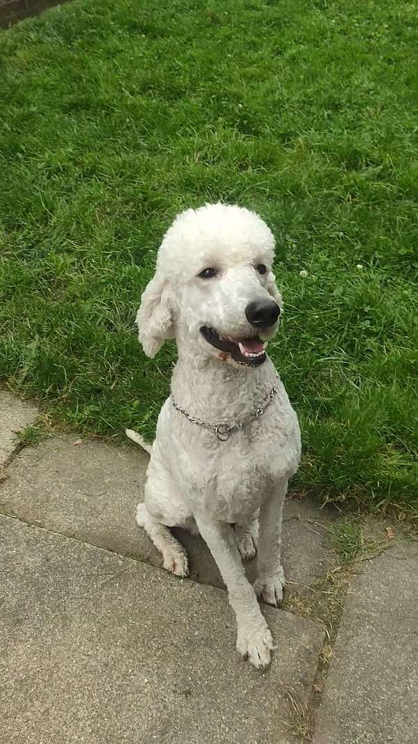 male-white-curly-haired-standard-poodle