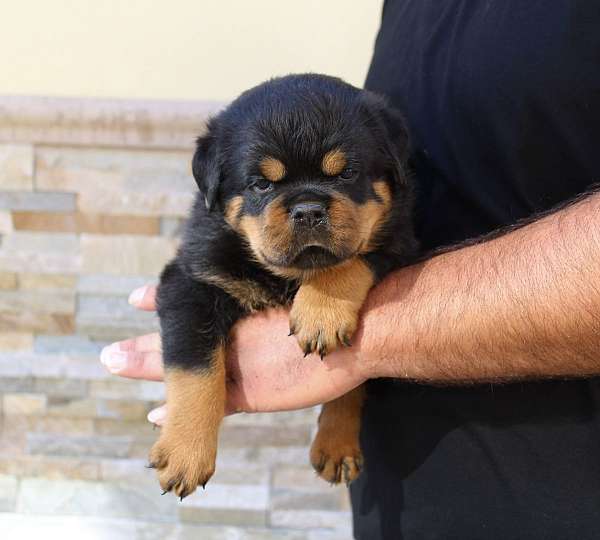 male-rottweiler-dog