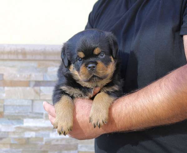 male-rottweiler-dog