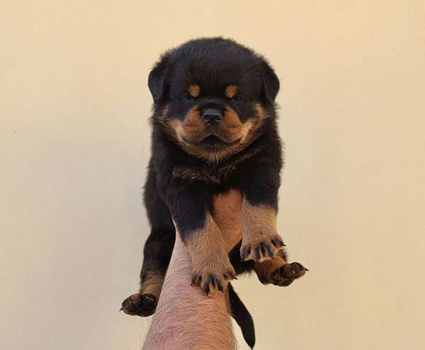 female-rottweiler-dog