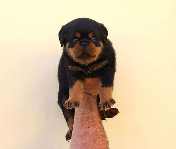 female-rottweiler-dog