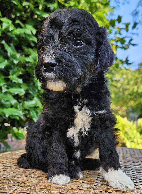 tri-colored-male-aussiedoodle